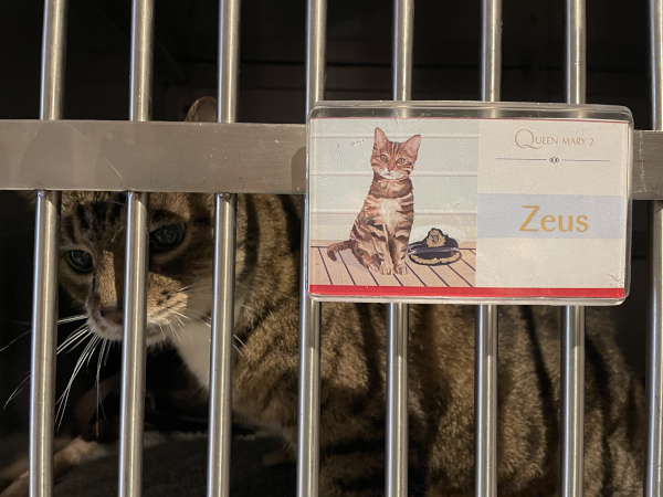 a stripey cat in a cage with a sign that says his name: Zeus